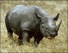 Java Rhinoceros