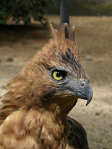 Javan Hawk eagle