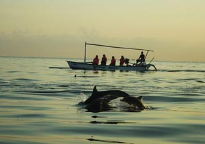 dolphin show moring at lovina beach bali