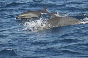 dolphin show wakatobi national park