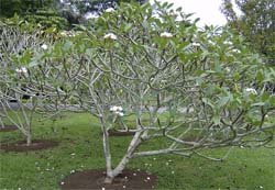 frangipani garden bedugul bali