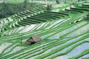 jatiluwih rice field tour