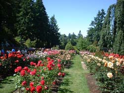 rose garden bedugul bali