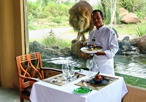 tsavo lion restaurant bali safari and marine park