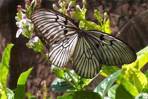 bali butterfly park tabanan species